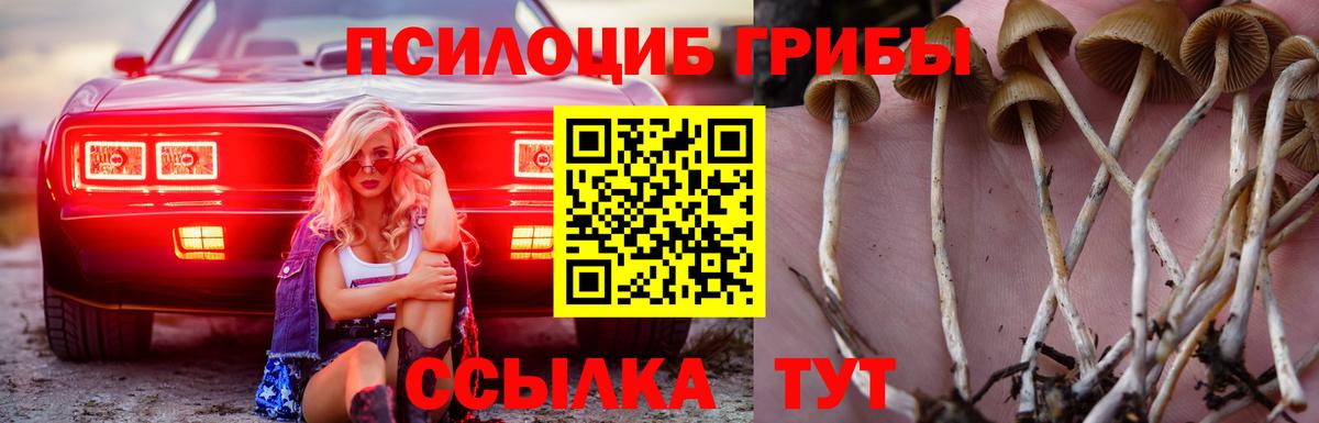 Галлюциногенные грибы Psilocybe  купить  сайты  Сунжа  Вход с VPN 